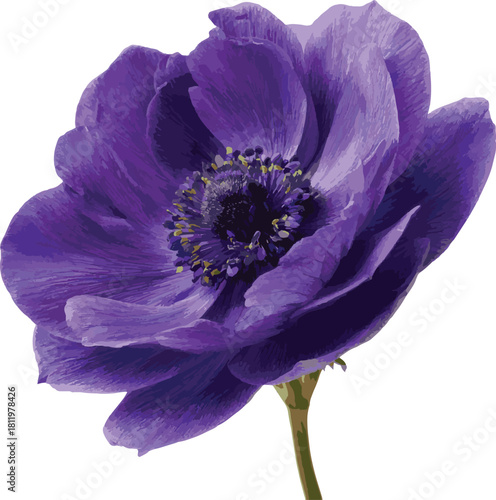 Closeup of a vibrant purple anemone flower isolated on