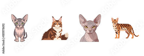 Four distinct cat breeds illustration: sphynx, maine coon, sphynx, savannah