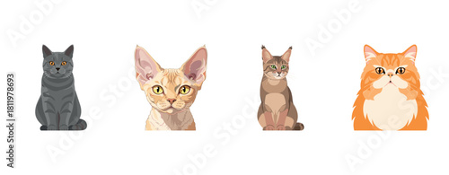 Collection of different cat breeds: gray, sphynx, brown, and orange cats teal eyes