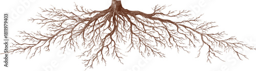 Illustration of a tree root system isolated on