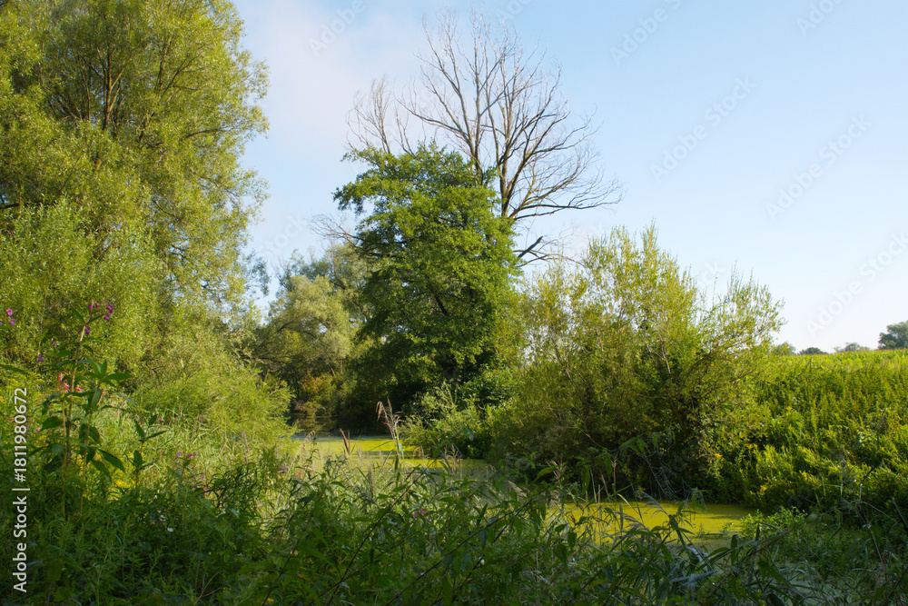 Fototapeta premium Amper, Amperufer, Biotop