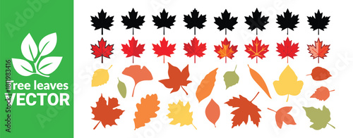 Set of autumn leaves, various colorful leaves, isolated fall foliage vector collection
