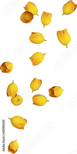 Yellow Tulip Flowers