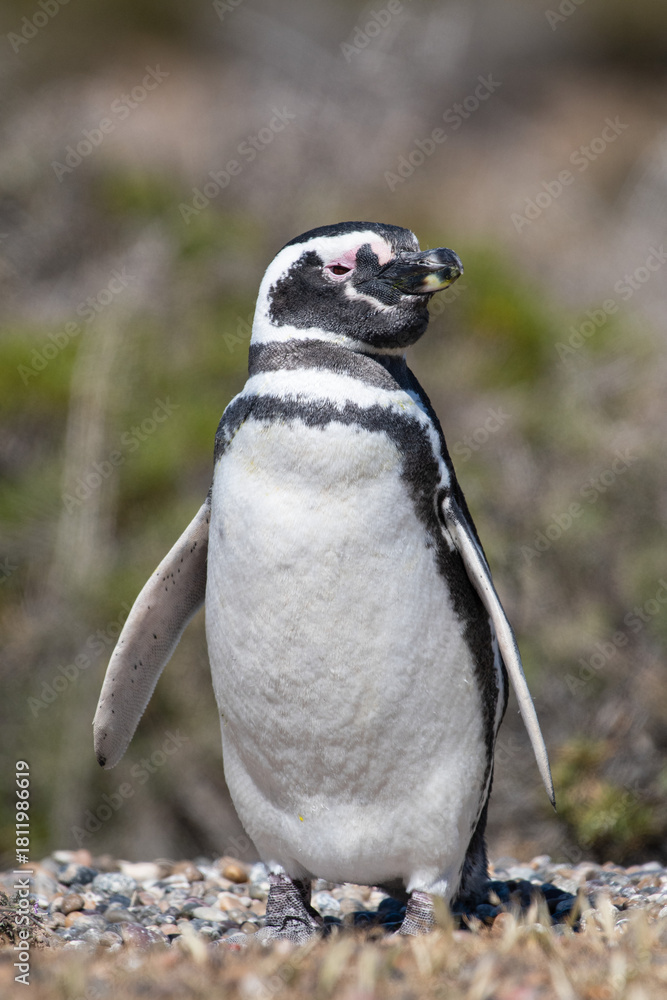 Obraz premium Magellanic penguin in Patagonia, Argentina
