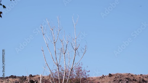Bare tree branches extend towards a bright blue sky, representing the cycle of life and emphasizing the contrast between vibrant skies and stark silhouettes of nature.