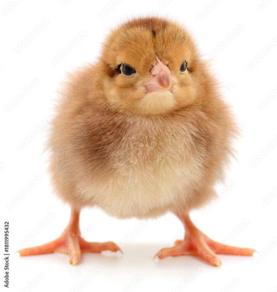 Fototapeta premium Cute baby chick isolated on white background