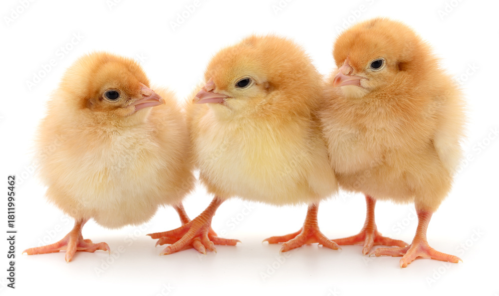 Fototapeta premium Three fluffy chicks isolated on white