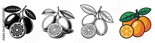 kumquat fruit vector illustration set with silhouette, engraved vintage , outline and color 