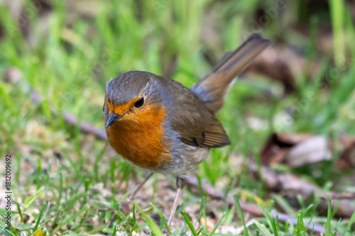 Pettirosso (Erithacus rubecula)