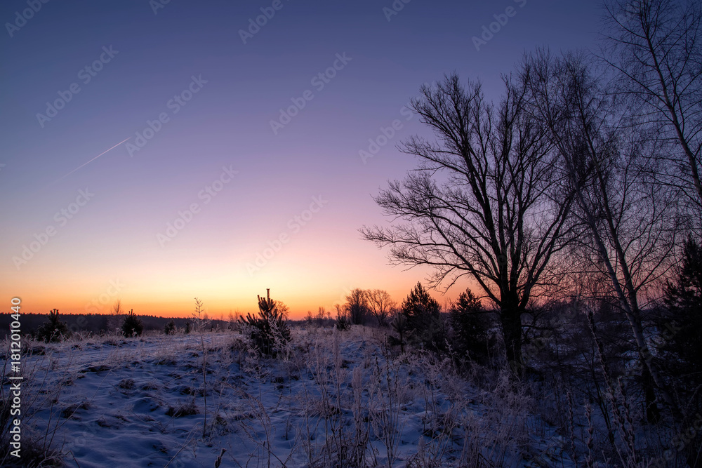 Obraz premium A beautiful tree silhouette against morning sky in early winter. Winter landscape