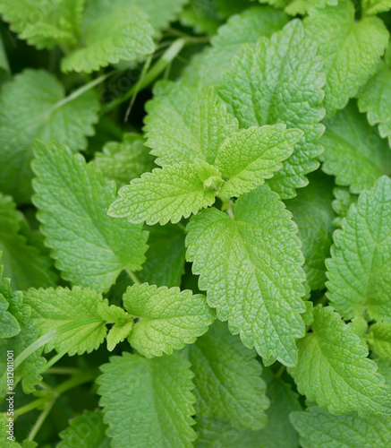 Quadro su tela Close-up of a lemon balm bush