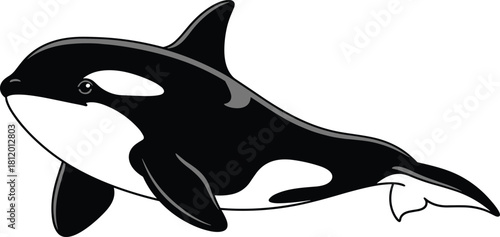 Vector illustration of a black and white killer whale orca swimming underwater for marine life animal mascot ocean nature design and wildlife education concept.