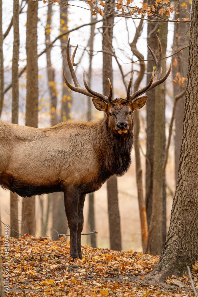 Fototapeta premium Side view of male elk