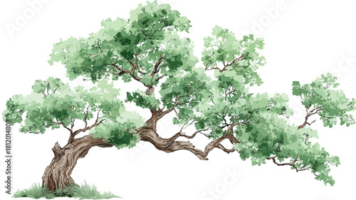 Detailed Drawing of Lush Green Tree with White Background