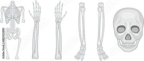 Human skeleton Vector