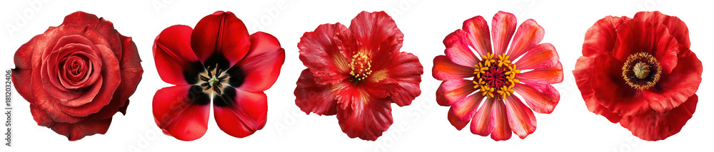 Naklejka premium PNG Vibrant red floral collection, element set on transparent background