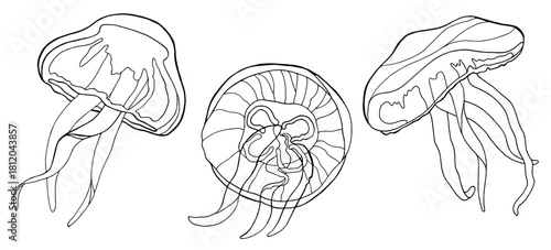Three black and white line art jellyfish illustrations
