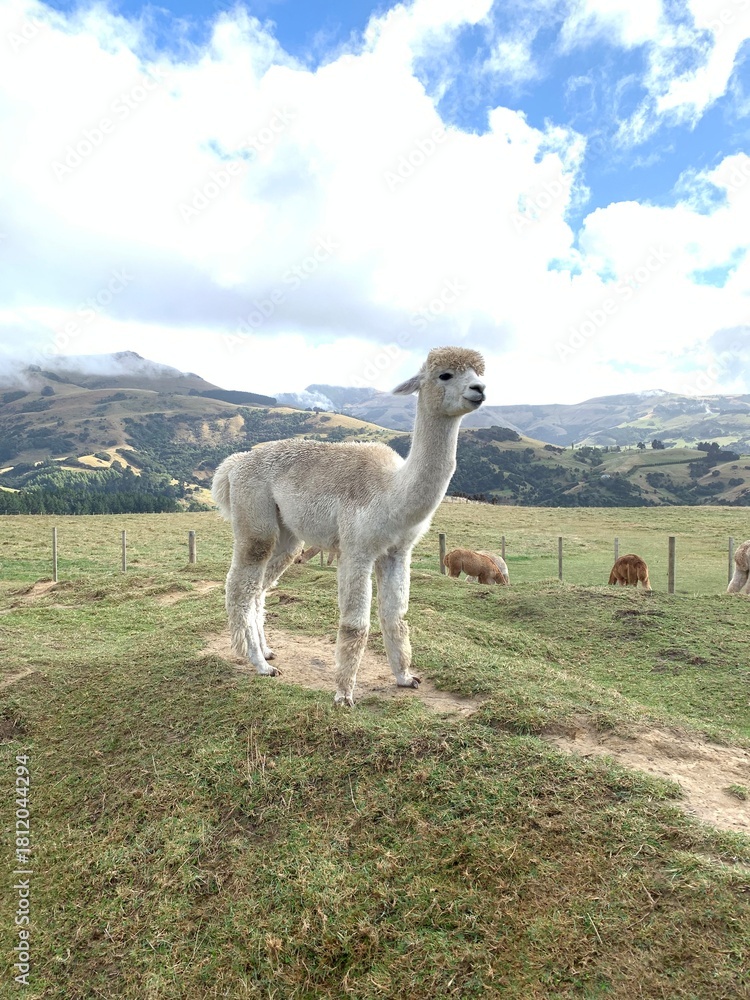 Naklejka premium Alpaca