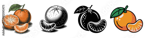 clementine fruit vector illustration set with color, engraved vintage and silhouette 