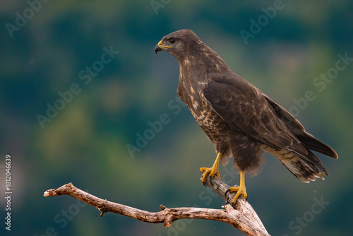 Common buzzard