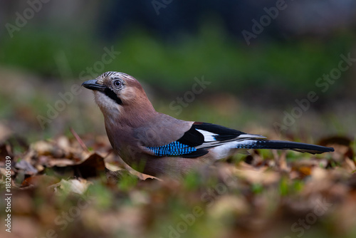eurasian jay on a branch