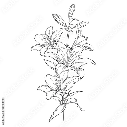 Bunch of outline Lily flower, buds and leaves in black isolated on white background. 