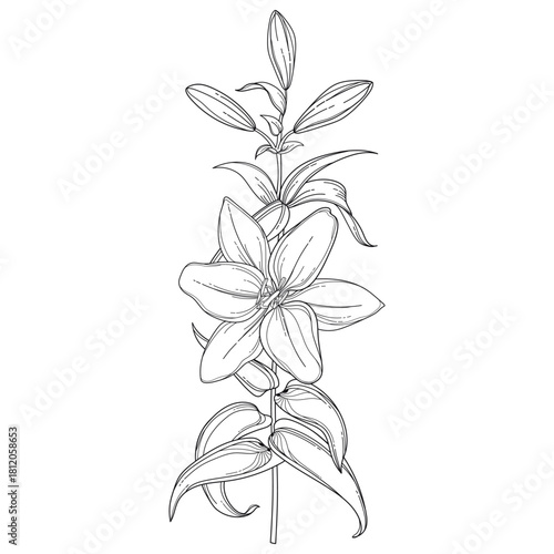 Stem with outline Lily flower, buds and leaves in black isolated on white background. 