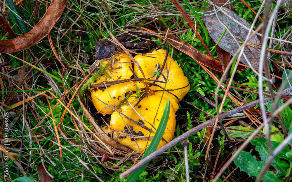 Φωτογραφία close up of wild golden chanterelle mushrooms (Cantharellus cibarius) growing in