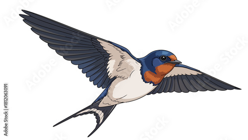 A barn swallow in flight wings spread wide