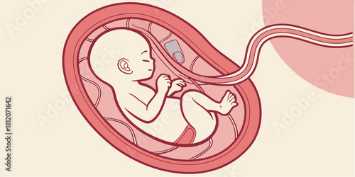 Delicate depiction of a fetus nestled comfortably inside the womb, a symbol of new life, motherhood, and the miracle of birth, perfect for educational purposes