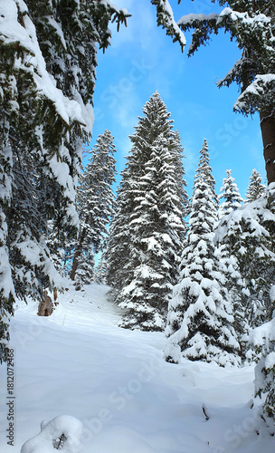 Winter landscape with snow-covered pine trees in the forest.