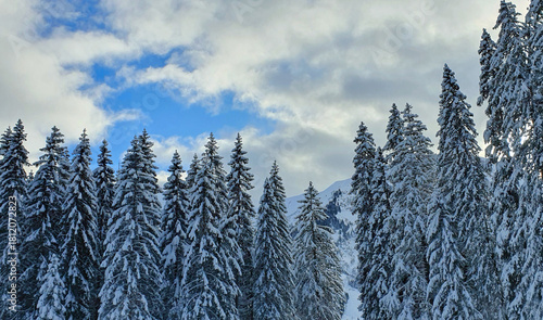 Winter landscape with snow-covered pine trees in the forest.