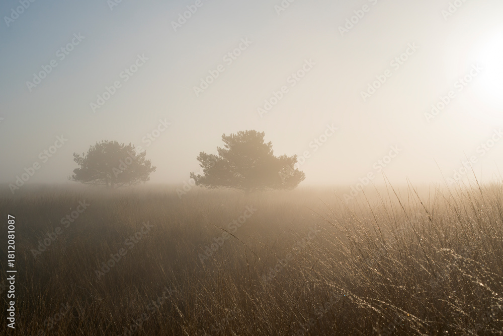 Fototapeta premium Two trees are standing in a field of dry grass. The sky is foggy and the sun is shining lightly in the Netherlands.