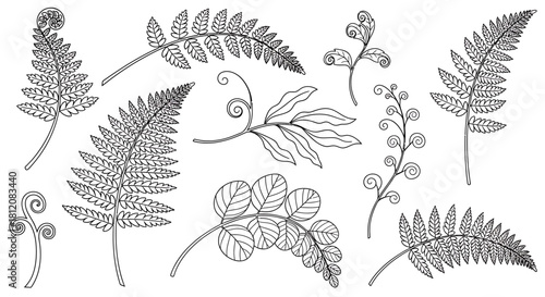 Botanical Fern Collection - Detailed Line Art Illustration of Various Fern Species.