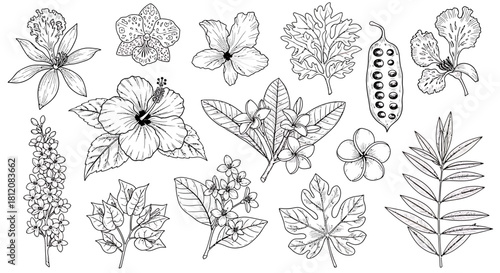 Botanical Line Art - A Collection of Tropical Flowers and Foliage.
