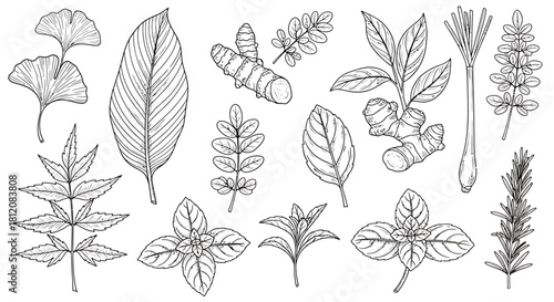 Botanical Line Art - Assorted Herbs and Medicinal Plants Illustration.