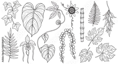 Botanical Line Art Collection - Diverse Tropical Foliage and Floral Elements.