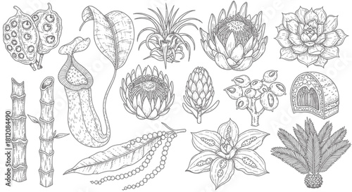 Botanical Sketch Collection - Exotic Plants and Flowers.