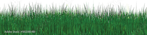 Lush green grass against a stark creates a natural vibrant scene