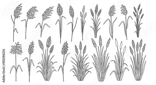 Elegant Line Art Collection of Reed Plants and Cattails.