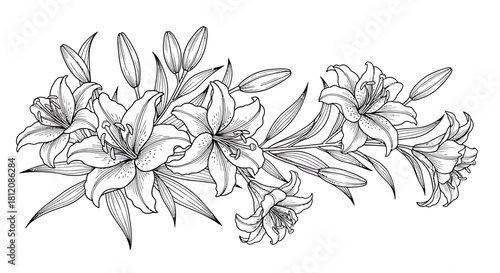 Elegant Line Art Depiction of Blooming Lilies and Buds.
