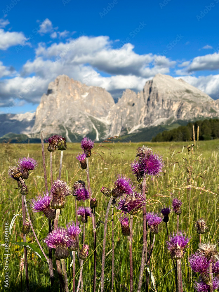 Fototapeta premium Wildflowers in front of the Langkofel group on the Seiser Alm in the Dolomites, South Tyrol, Italy.