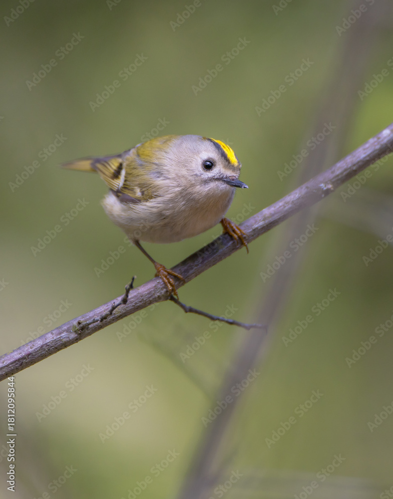 Fototapeta premium Goldcrest - male bird at forest in spring