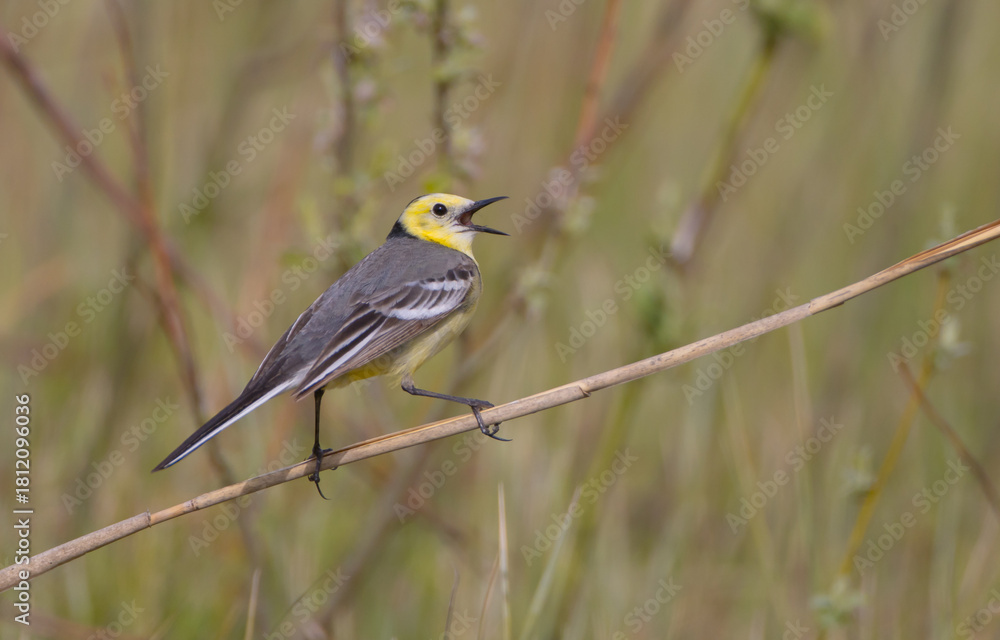 Fototapeta premium Citrine Wagtail - male bird at a wetland in spring