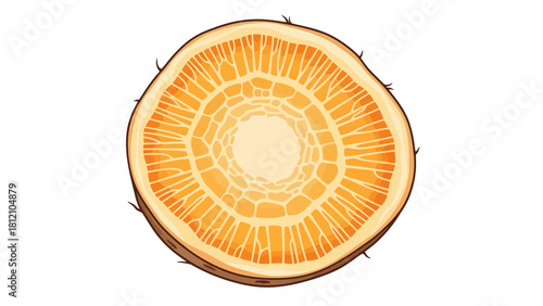 Top view of a crosssection of an orange with segments and pith