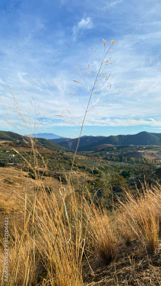 Obraz premium Tall grass sways gently in the breeze, overlooking a vast mountainous landscape under a bright blue sky, capturing nature's serene beauty