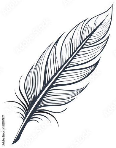 Detailed ink drawing of a single feather with elegant lines and delicate details isolated.