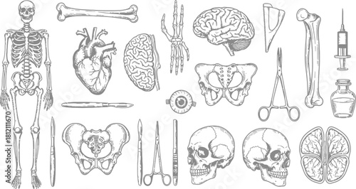 Vintage Medical Anatomy Illustrations Collection