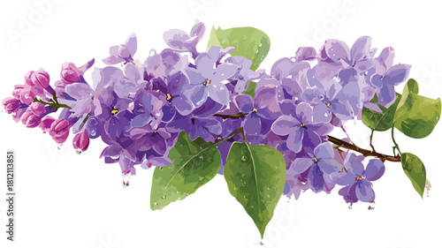 Vibrant Lilac Syringa Flowers in Full Bloom Vector with Outline