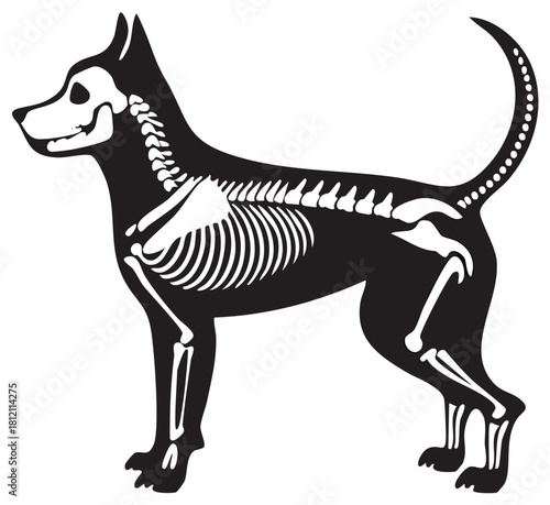 Detailed illustration of a dog skeleton within a black silhouette